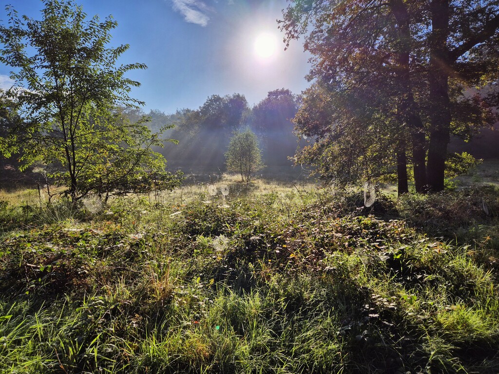 Spiderwebs in the sun by lettevy