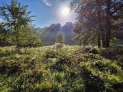 14th Sep 2024 - Spiderwebs in the sun