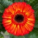 Sunflower #6 (corrected to gerbera) by shutterbug49