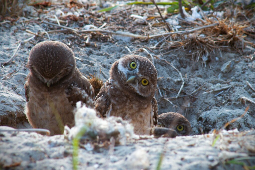 Curiosity by photohoot