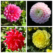 14th Sep 2024 - Dahlias