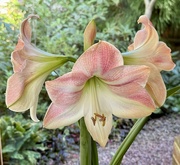 12th Sep 2024 - An Early Amaryllis