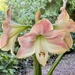 An Early Amaryllis