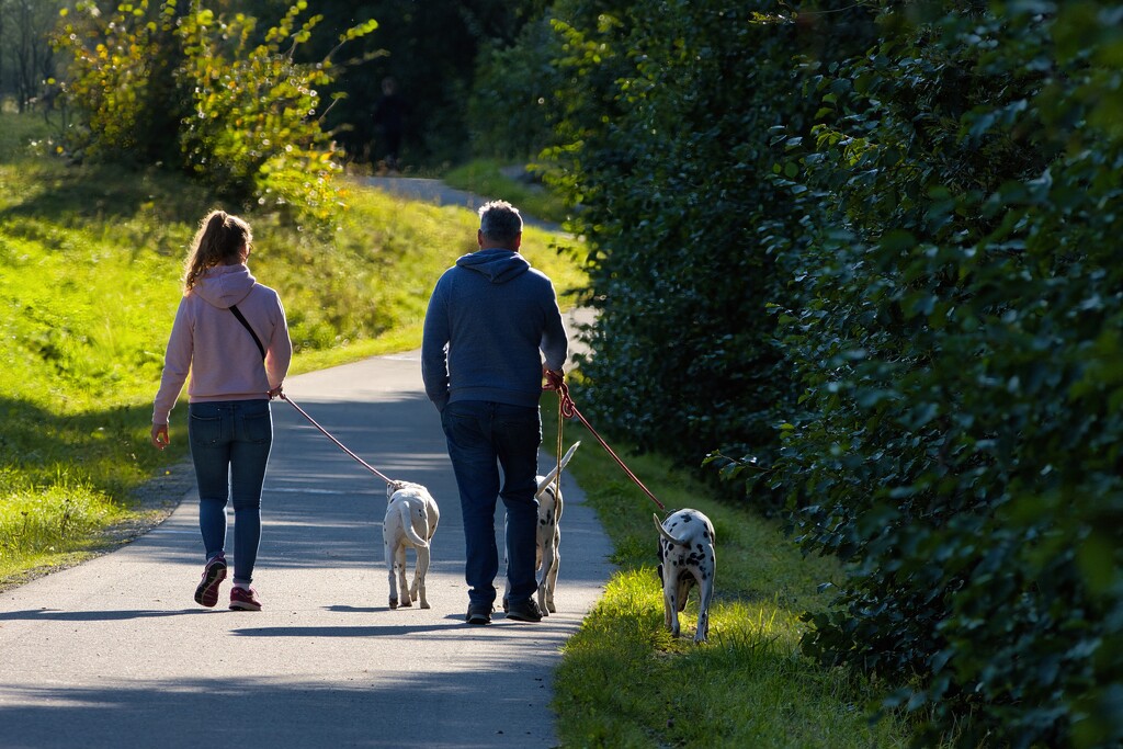 Walking the dogs by okvalle