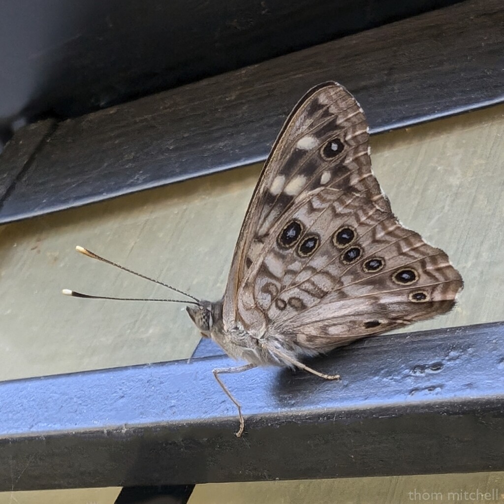 Hackberry Emperor by rhoing