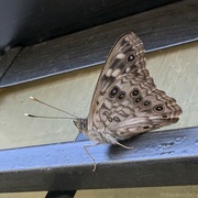 2nd Sep 2024 - Hackberry Emperor