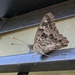 Hackberry Emperor