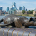 The cat and the City of London by anncooke76