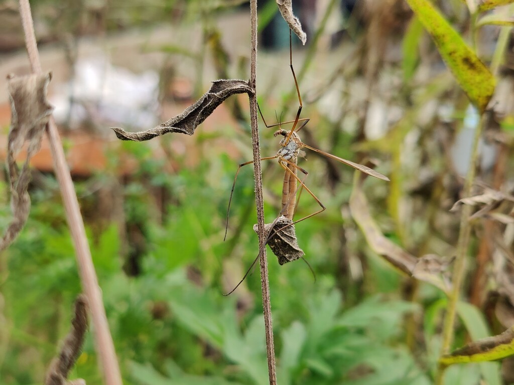 Crane Fly by roachling