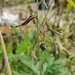 Crane Fly by roachling