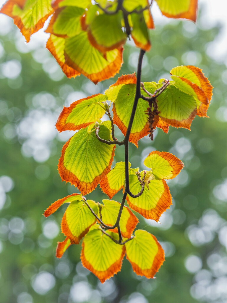 Autumn leaves by haskar