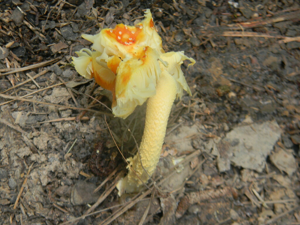 Mushroom  by sfeldphotos