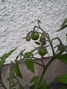 14th Sep 2024 - tomatoes!