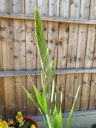 14th Sep 2024 - Gladioli 