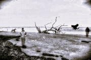 14th Sep 2024 - Unusual Beach with Driftwood Image