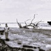 Unusual Beach with Driftwood Image