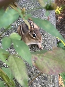 14th Sep 2024 - Peek-a-Boo!