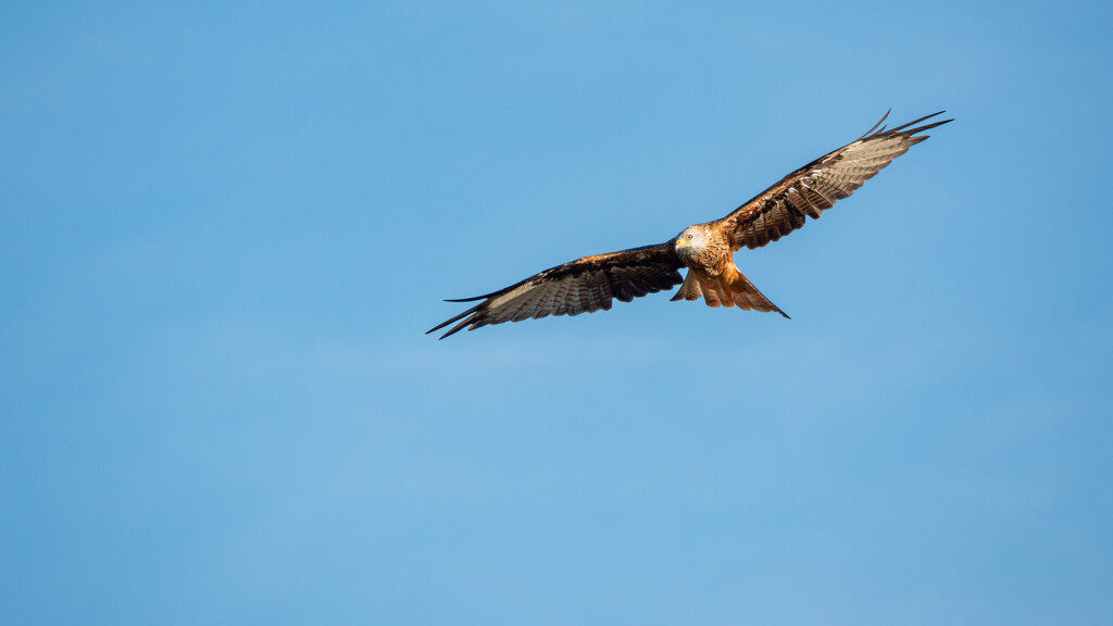 Cheesefoot Head Red Kite by humphreyhippo