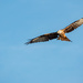 Cheesefoot Head Red Kite