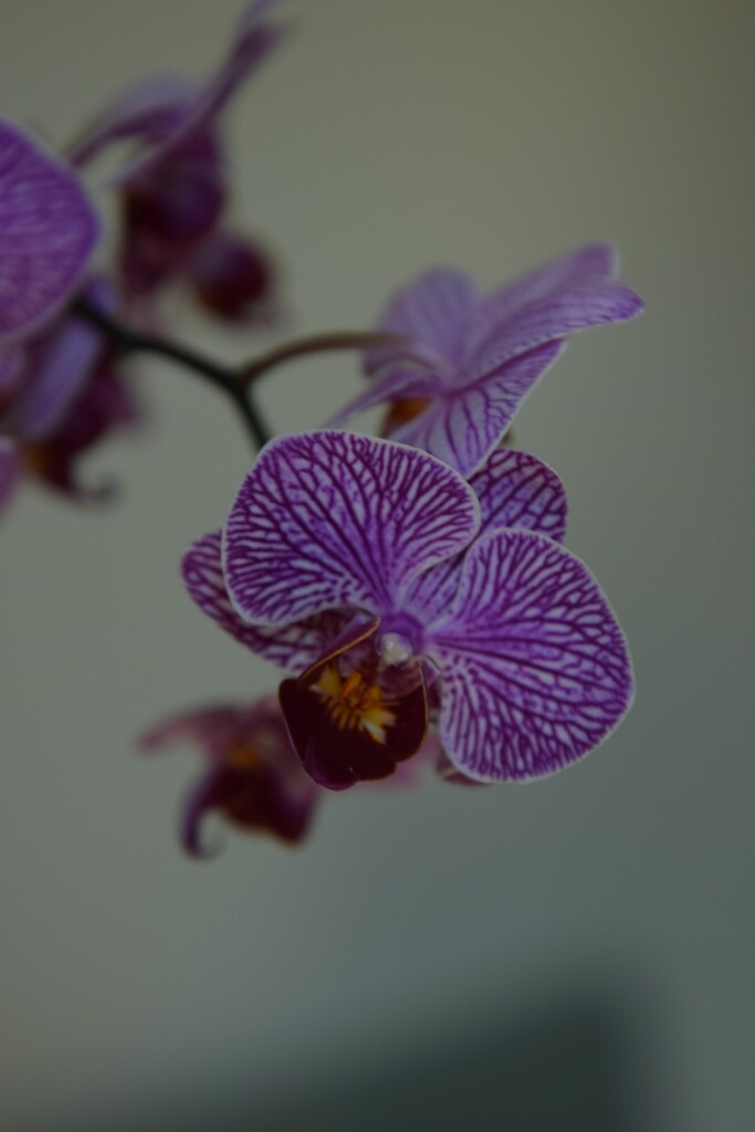 9 1 New Orchid  by sandlily