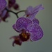 9 1 New Orchid  by sandlily