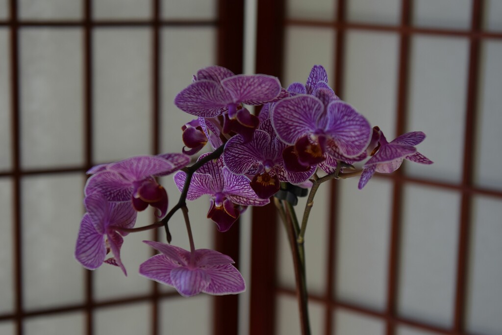 9 1 New Orchid full of blooms by sandlily