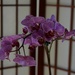 9 1 New Orchid full of blooms by sandlily