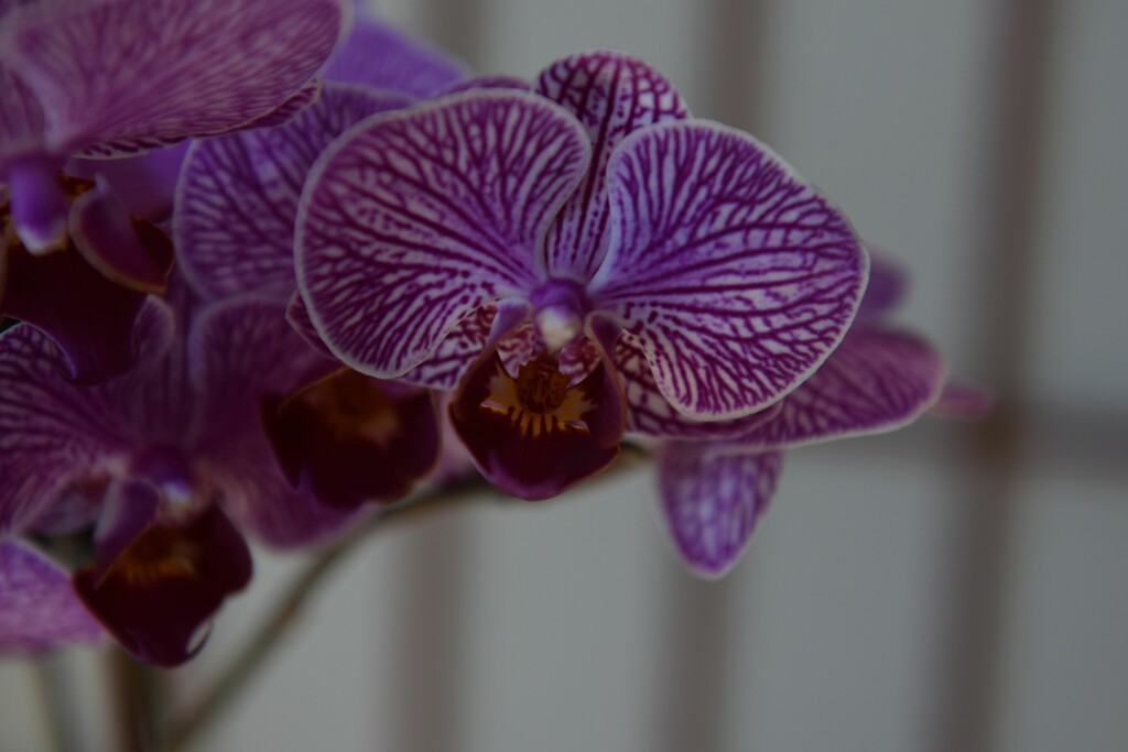 9 1 Orchid closeup by sandlily