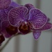 9 1 Orchid closeup