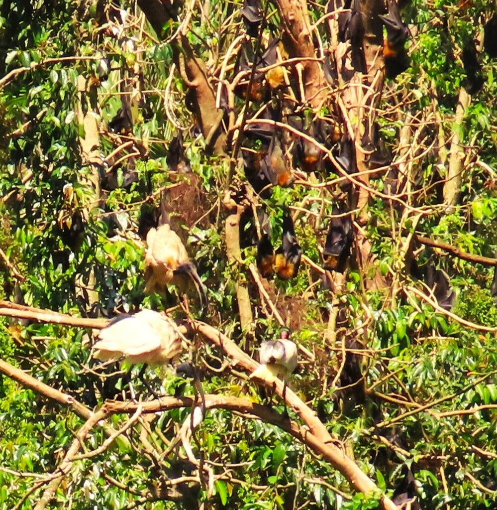 Ibis Preening Time .. Bat Sleeping Time ~ by happysnaps