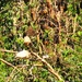 Ibis Preening Time .. Bat Sleeping Time ~