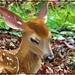 Sleepy Fawn by olivetreeann