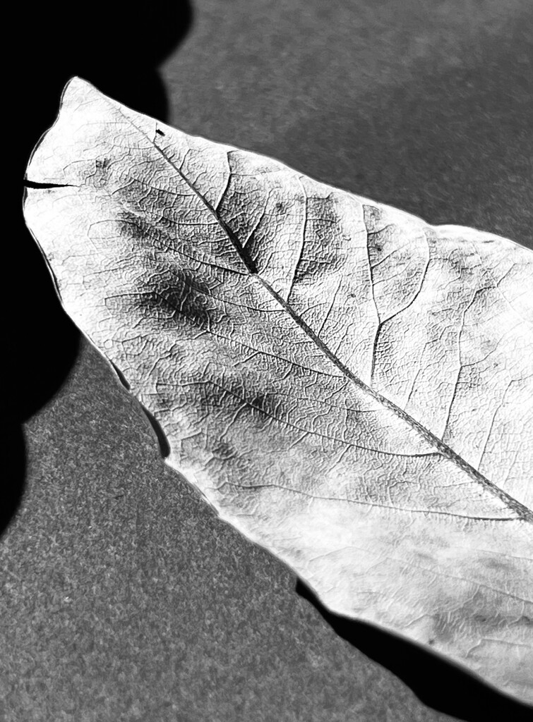 Leaf 2 by sjgiesman