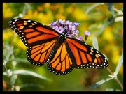 14th Sep 2024 - Monarch