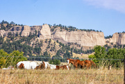 9th Sep 2024 - Ft Robinson horses