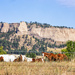 Ft Robinson horses