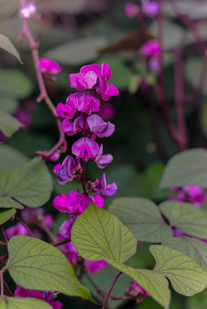 Leaves and Flowers by judyc57