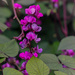 Leaves and Flowers