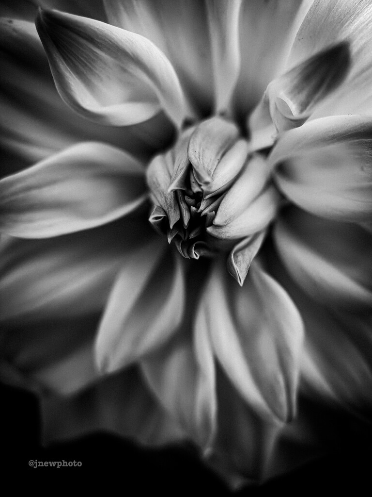 Another Dahlia 🩶🤍🖤 by jnewbio