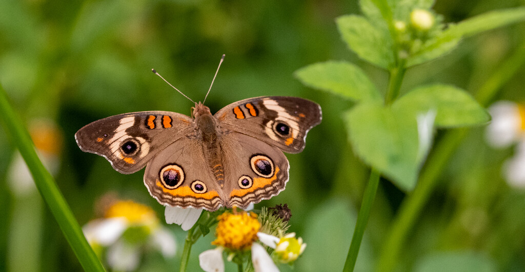 Common Buckeye Butterfly! by rickster549