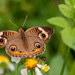 Common Buckeye Butterfly! by rickster549