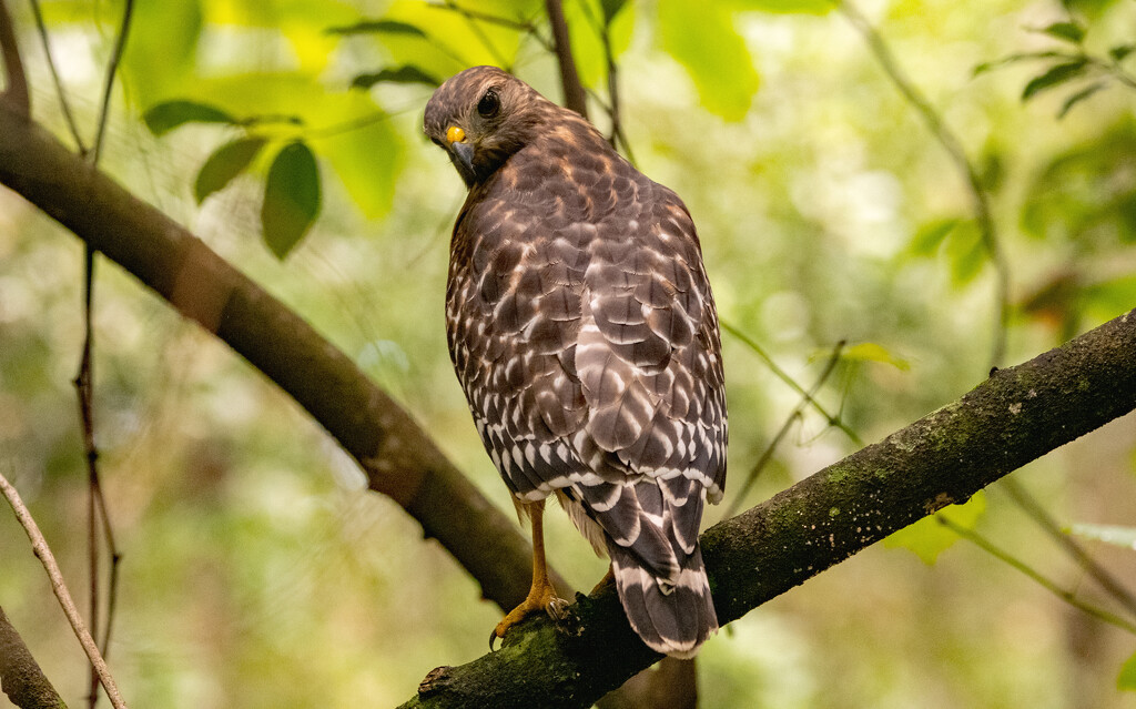 Red Shouldered Hawk, Checking Me Out! by rickster549