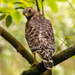 Red Shouldered Hawk, Checking Me Out!