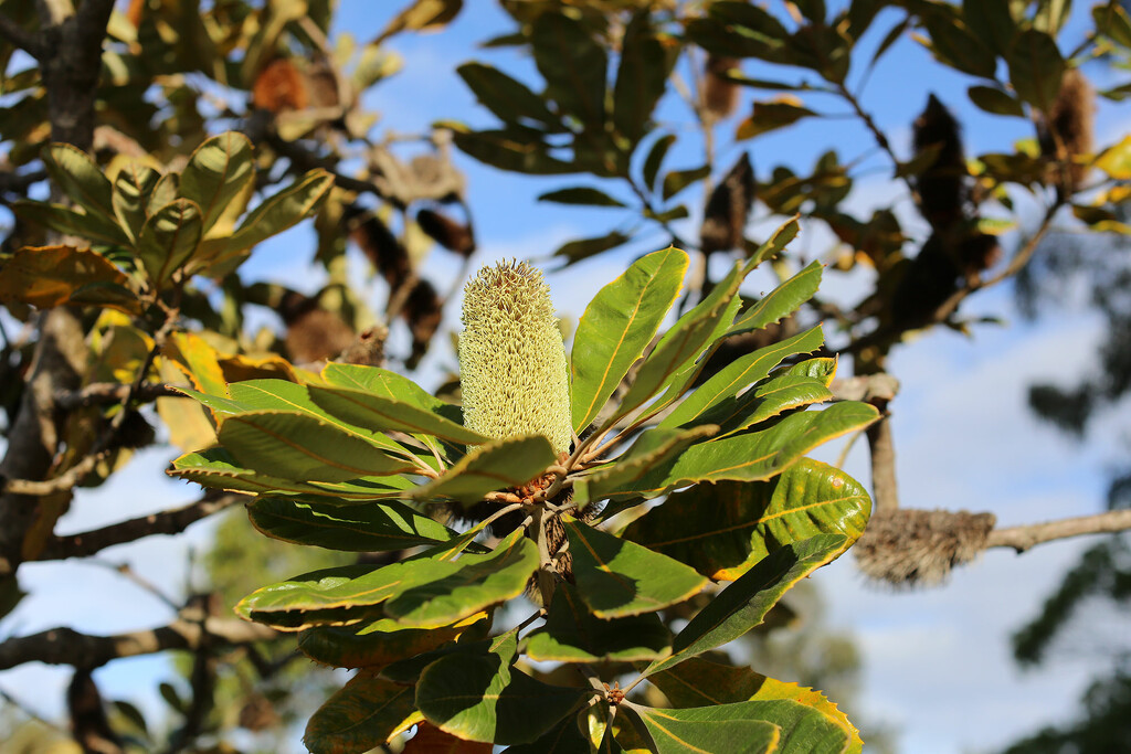 Banksia by jeneurell