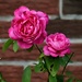 Neighbourhood Roses