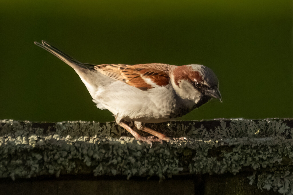 Garden Inspector by helenw2