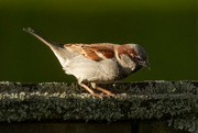 15th Sep 2024 - Garden Inspector