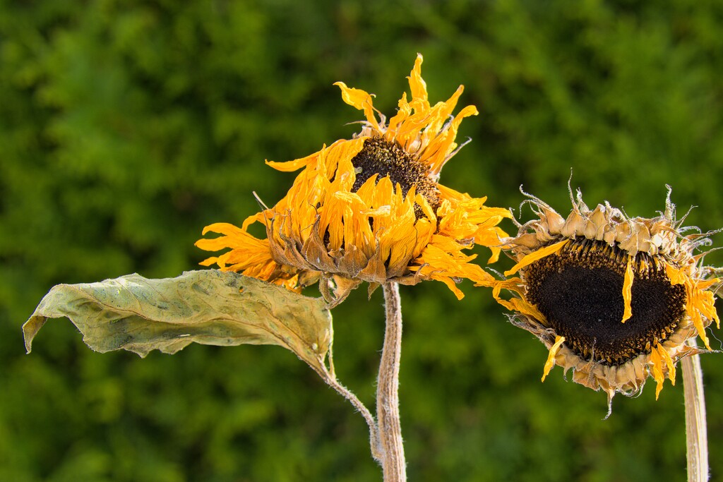 Sunflowers by okvalle