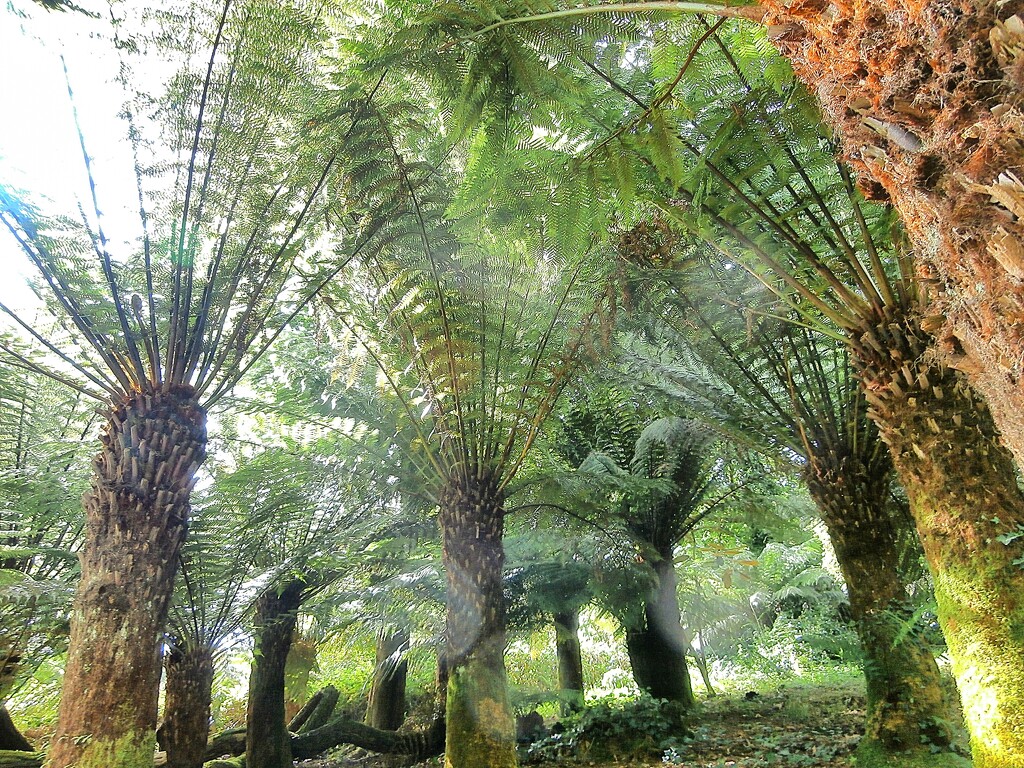 Tree Ferns..... by cutekitty