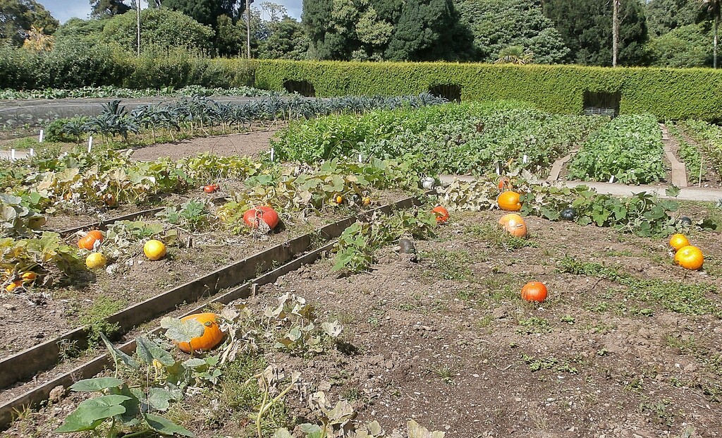 Pumpkins.... by cutekitty